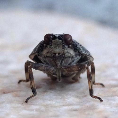 Issus coleoptratus